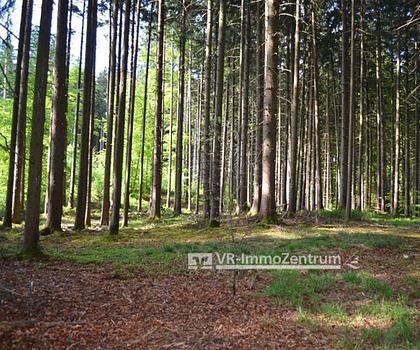 attraktive Waldfläche
